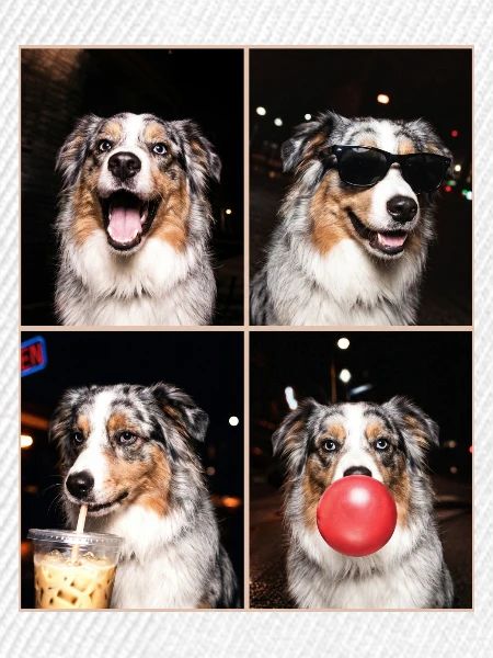 Hunde Australian Shepherd Hund