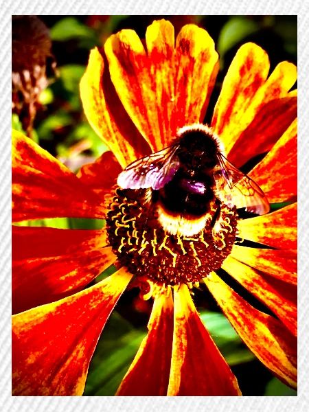 Hummel auf Sonnenhut