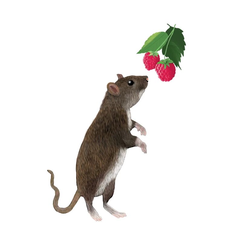 Ratte mit Himbeeren