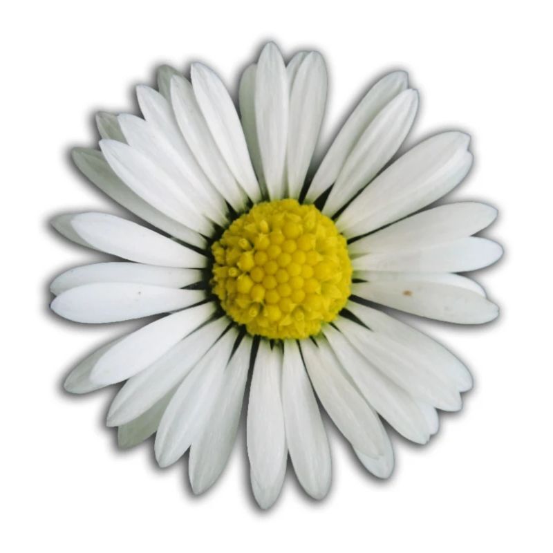 Gänseblümchen - Blume