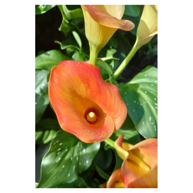 Orange Calla Blütenzauber