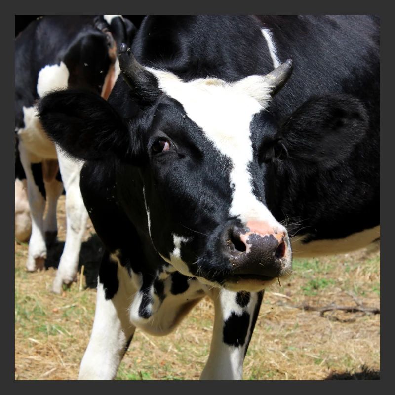 Affiche vache