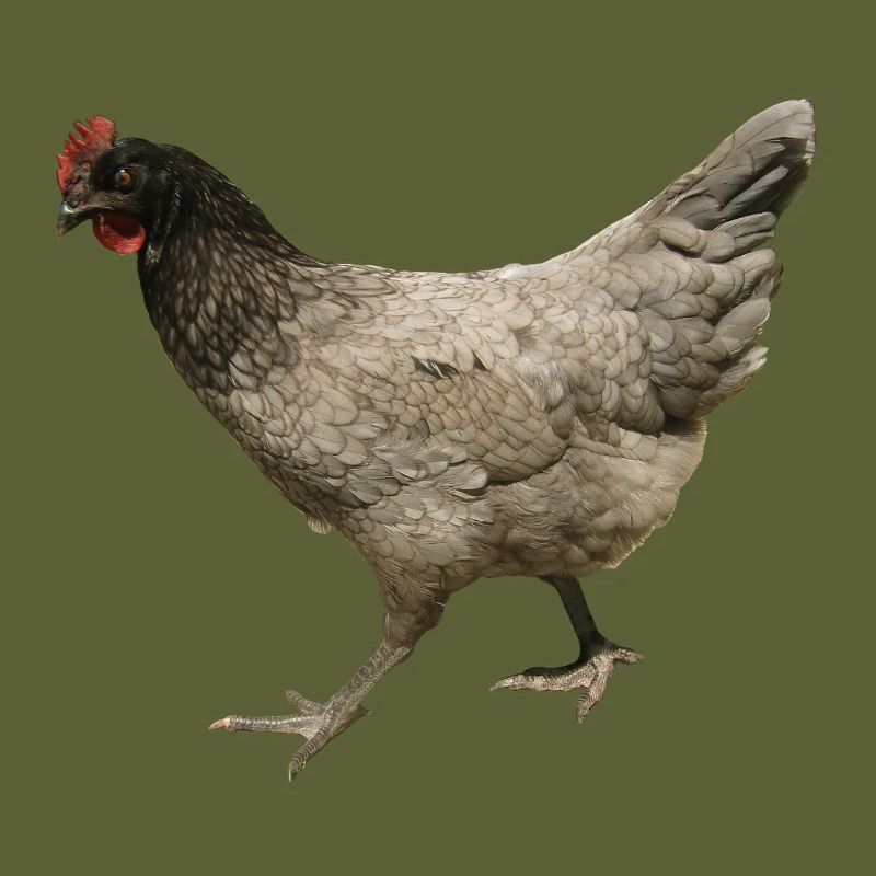 poulet gris