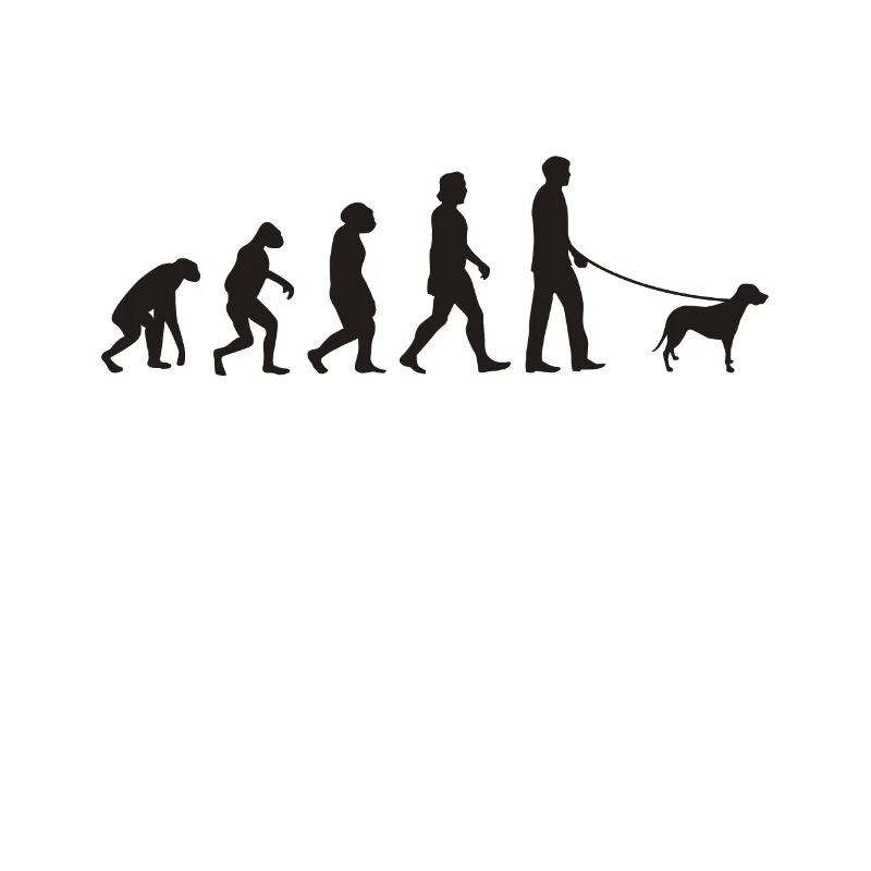 Brandlbracke Evolution Bracke chien de chasse