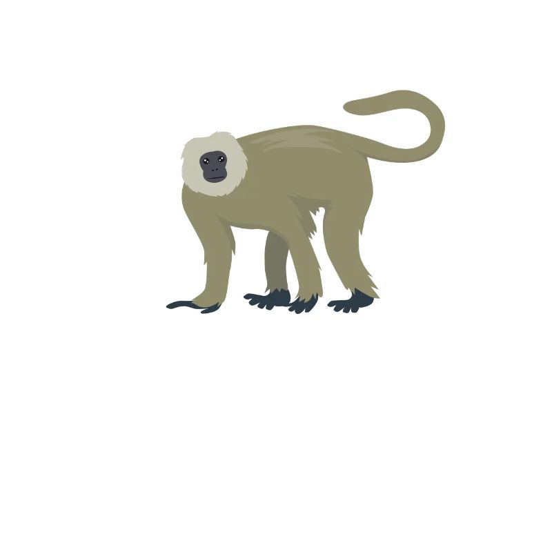 Langur élégant