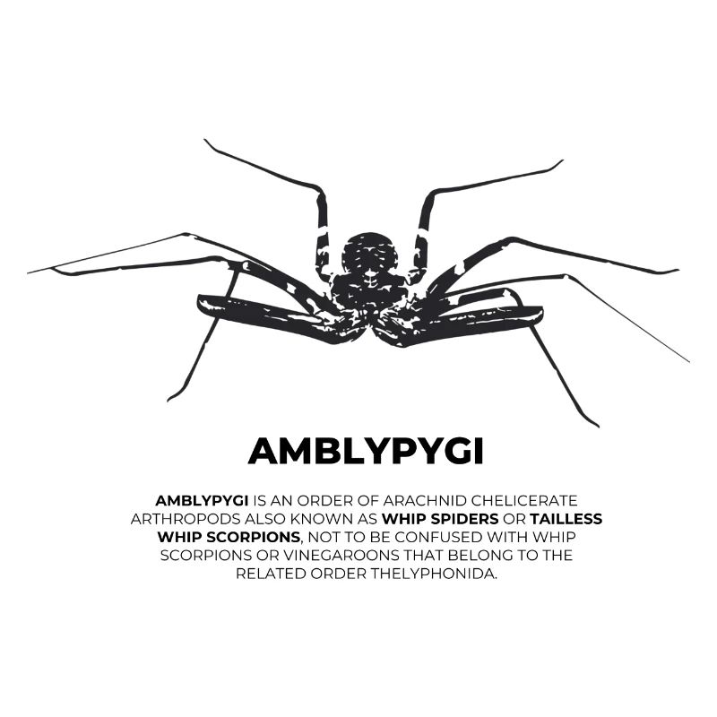 Geißelspinne - Amblypygi