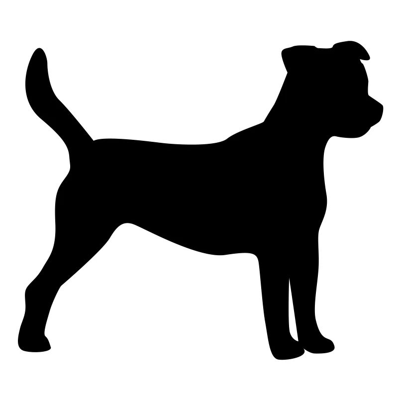 Parson Jack Russel Terrier