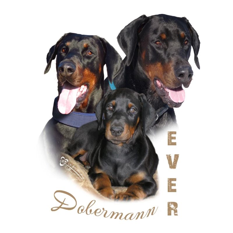 Dobermann