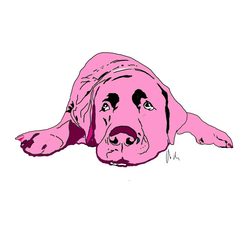 Labrador