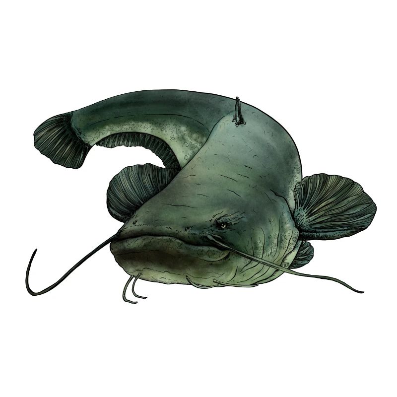Catfish