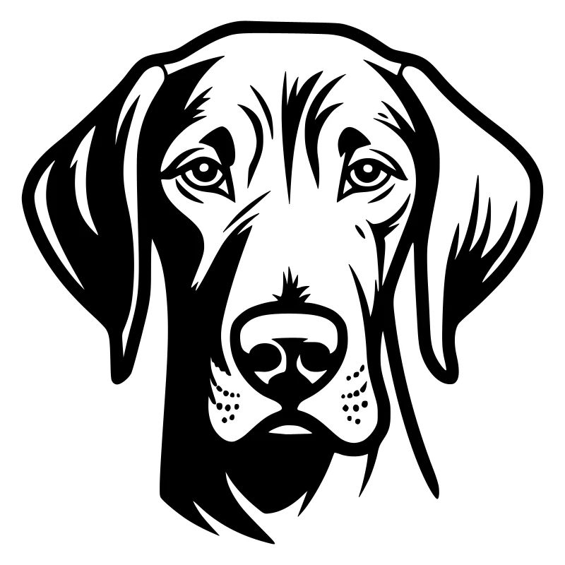Weimaraner