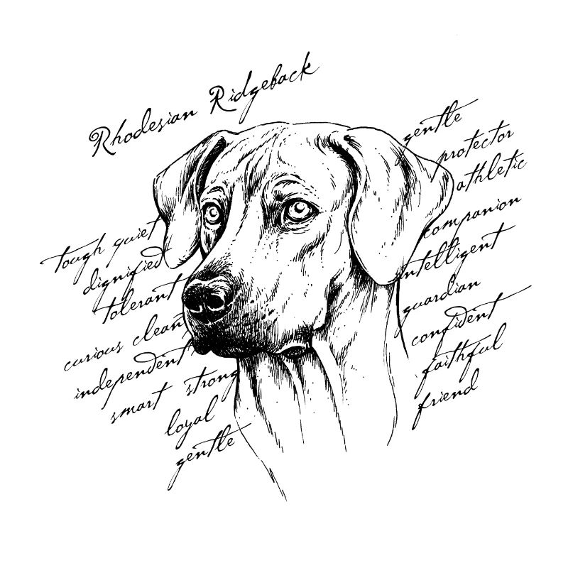 Rhodesian Ridgeback