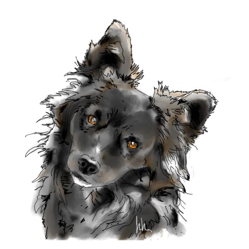 Australian Shepherd