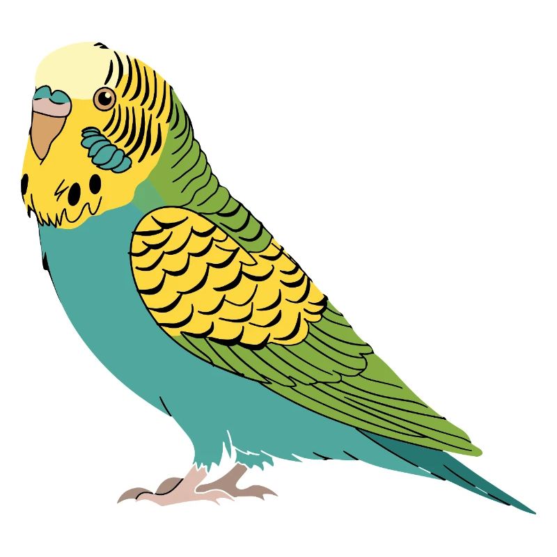 Budgie Green Yellow Turquoise Parakeet Parrot