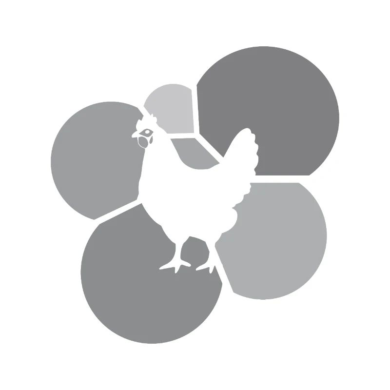 Chicken Chicken Poultry