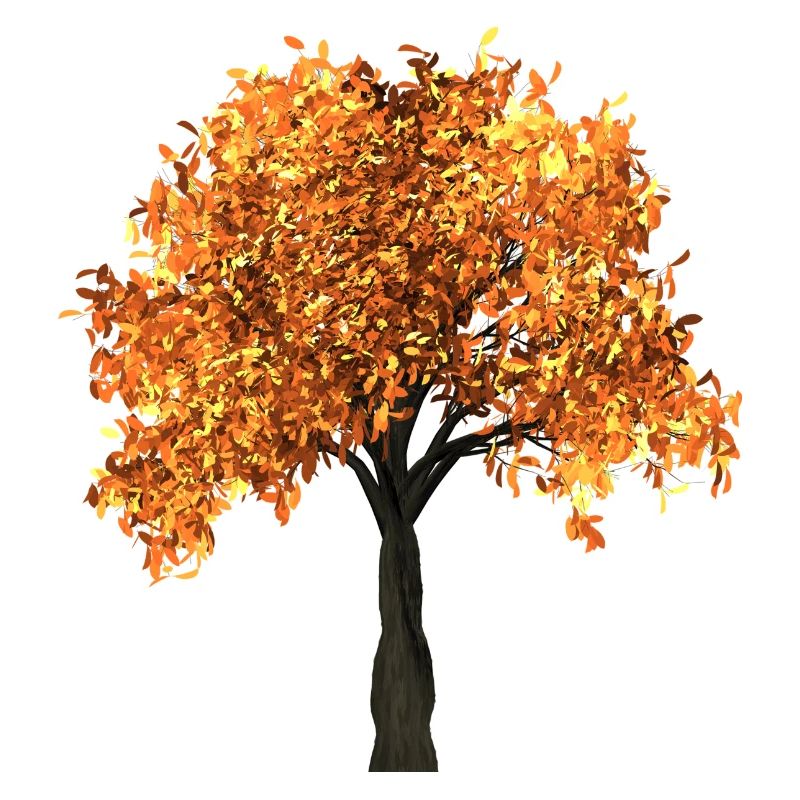 tree arbre blaetter automne branches isolée