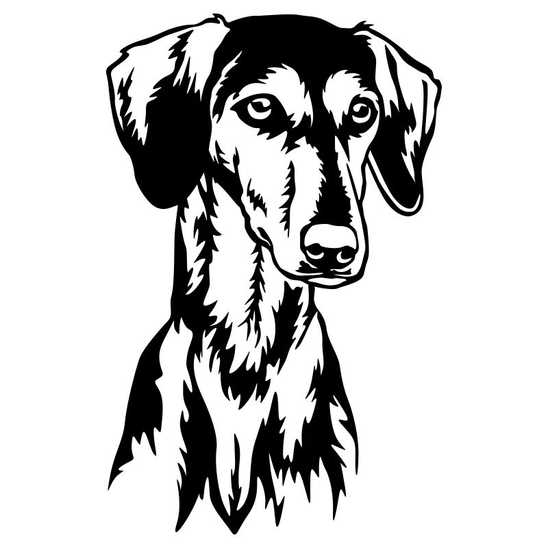 Saluki Kopf