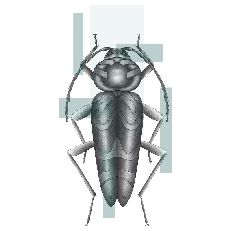 Insecte Perceur de l'érable en noir et blanc