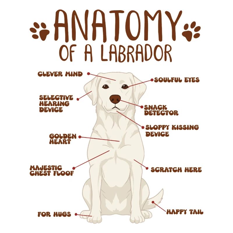 Anatomie eines white Labradors