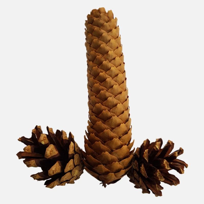 robinet