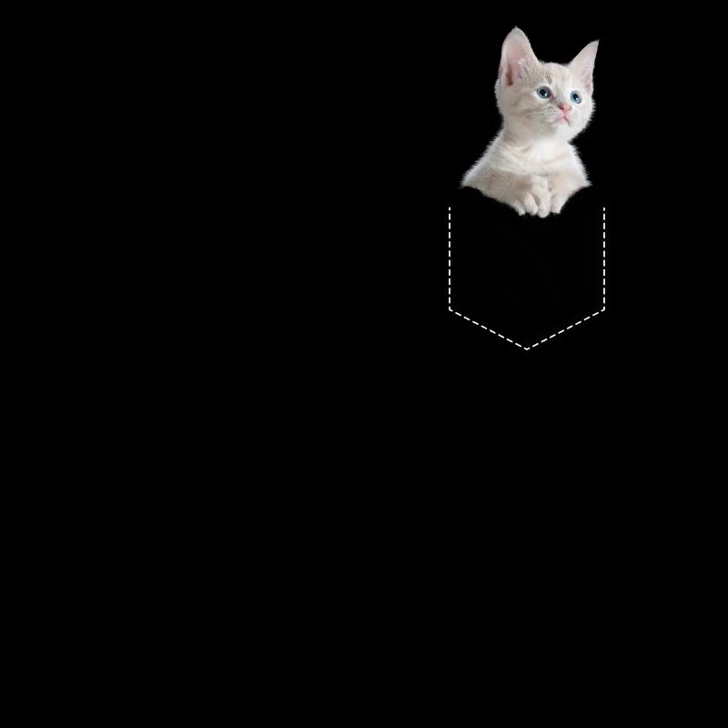 Katze in der Tasche Süß Kätzchen