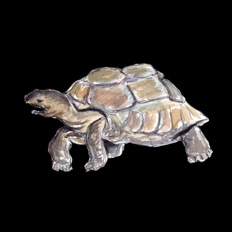 Schildkröte