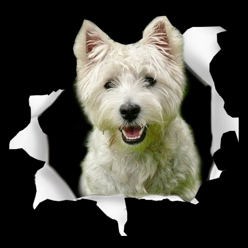 Westie - Chien de Westie