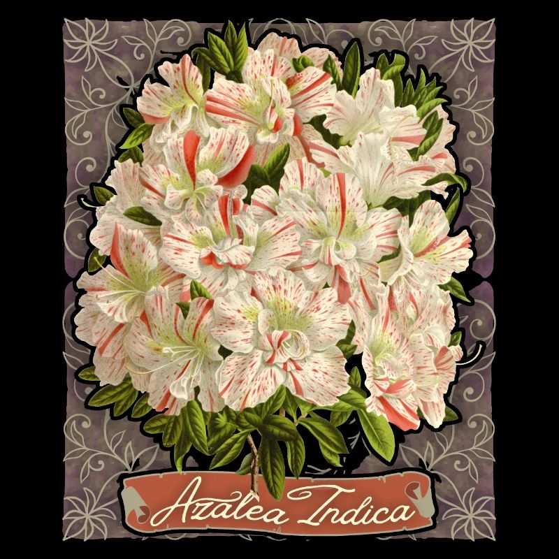 Azalée Indica, fleurs botaniques vintage, azalée