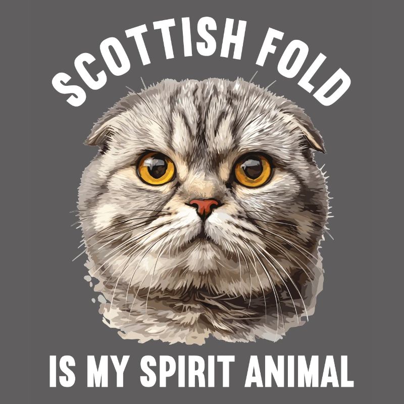 Scottish Fold Kitten Scottish Fold chat
