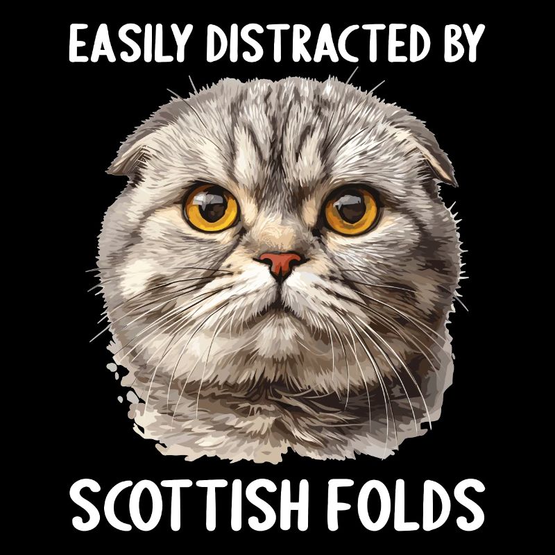 Scottish Fold Kitten Scottish Fold Cat