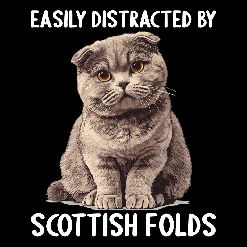 Scottish Fold Kitten Scottish Fold Cat