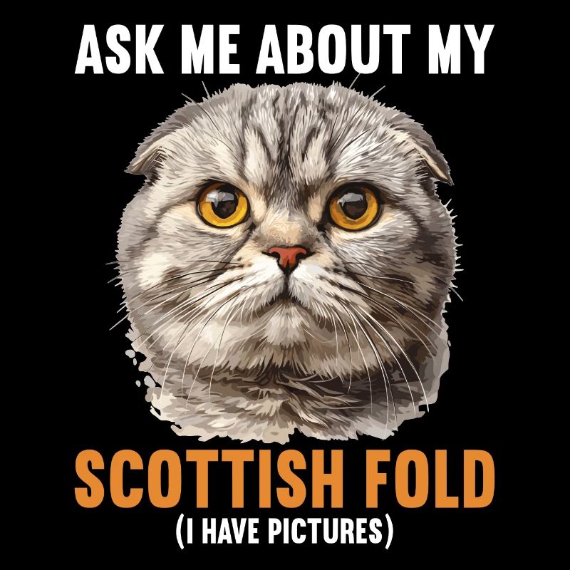 Scottish Fold Kitten Scottish Fold chat
