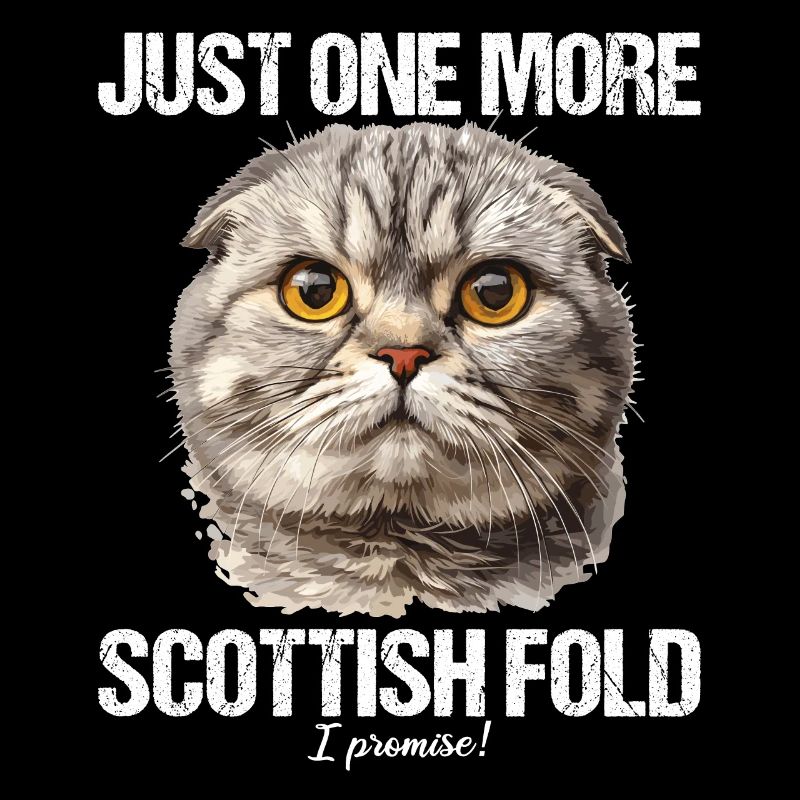 Scottish Fold Kitten Scottish Fold Cat