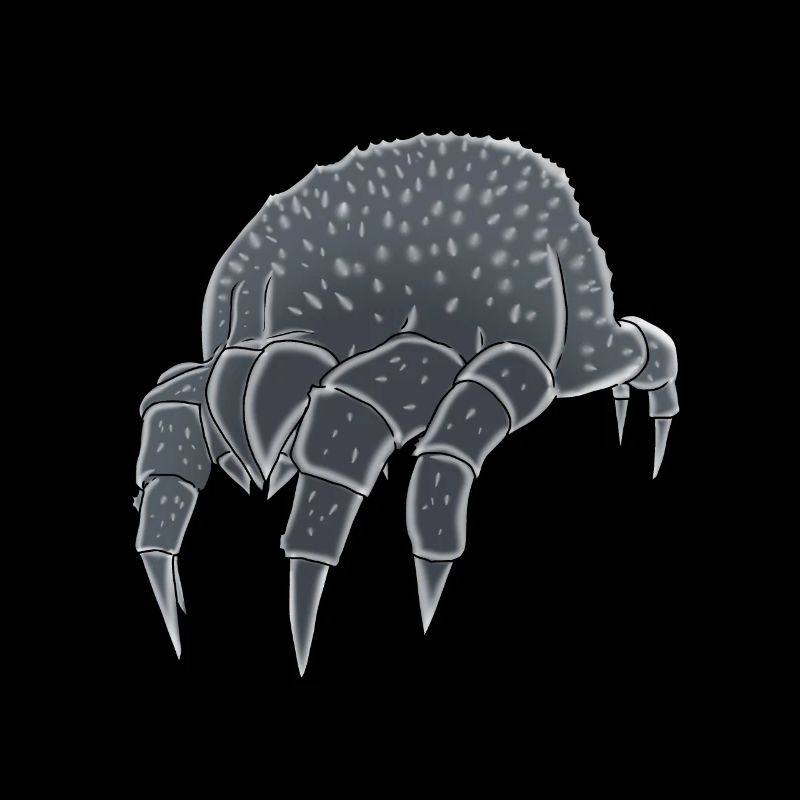 Mite Mites Insect Insect Disgusting Phobia Pest