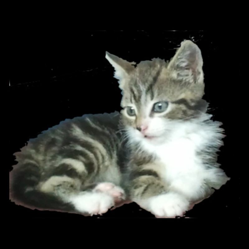 Chaton de chéri petit chaton de princesse