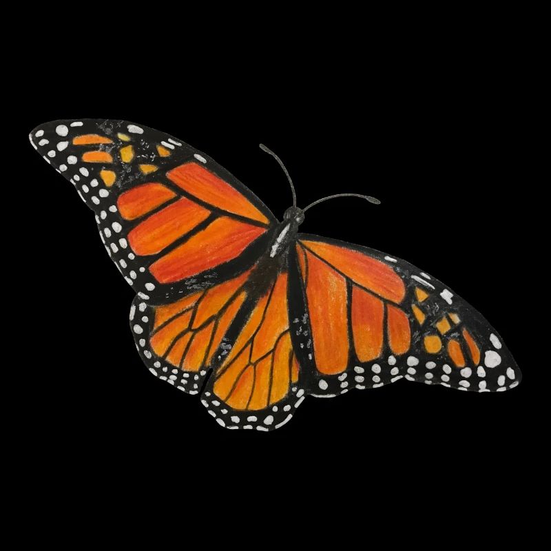 Papillon Monarque Papillon Entomologiste Errant Fold