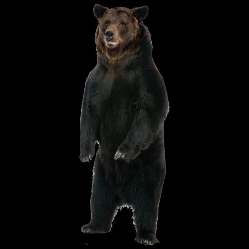 Stehender Bär