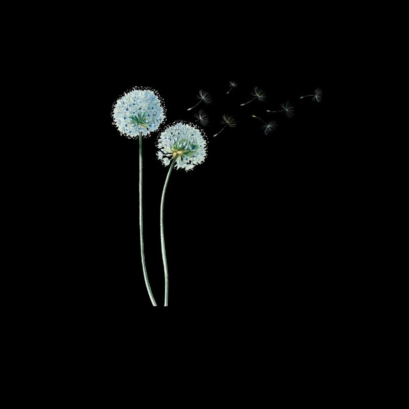 Löwenzahn Dandelion
