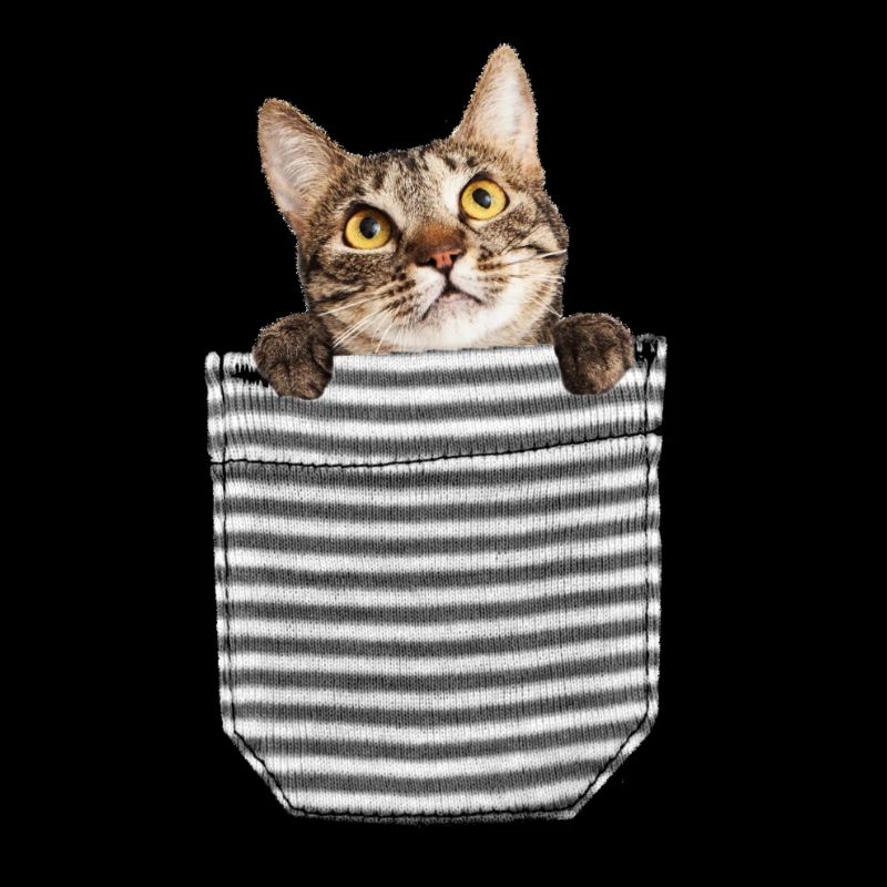 Kätzchen in der Brusttasche