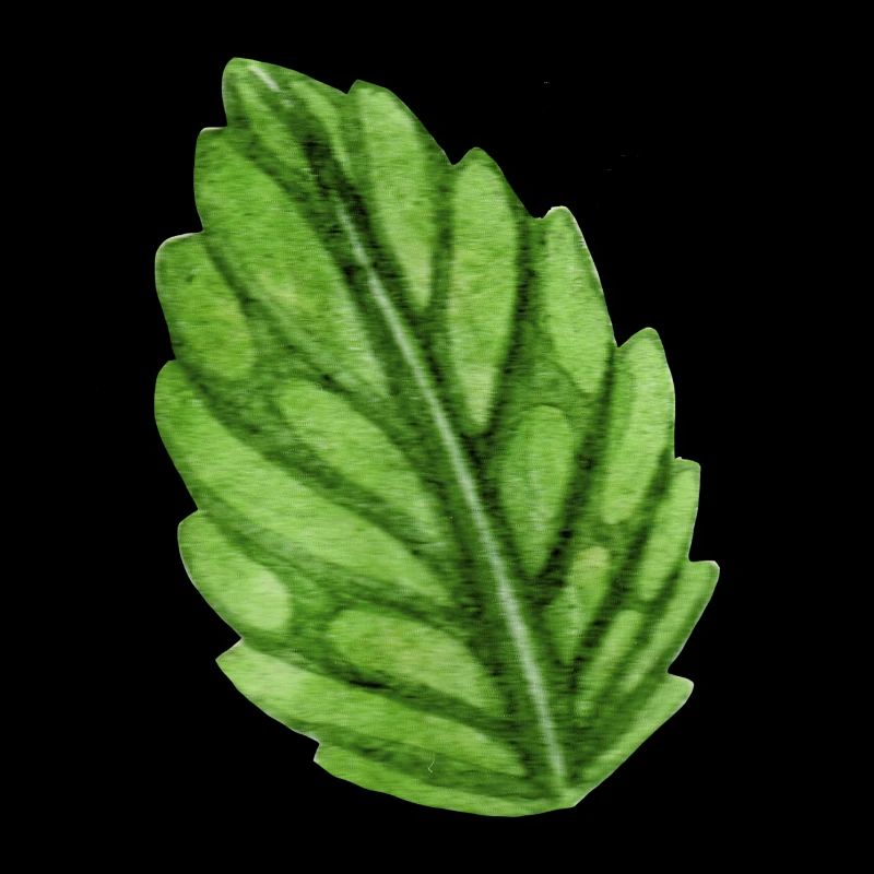 Menthe menthe mint