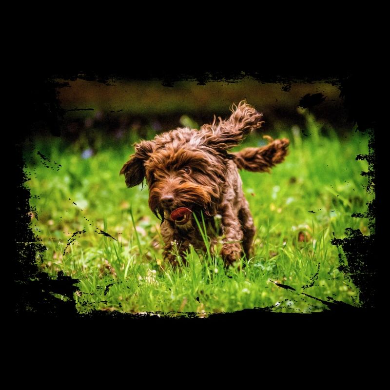 Schokoladen-Cockapoo-Hundefoto