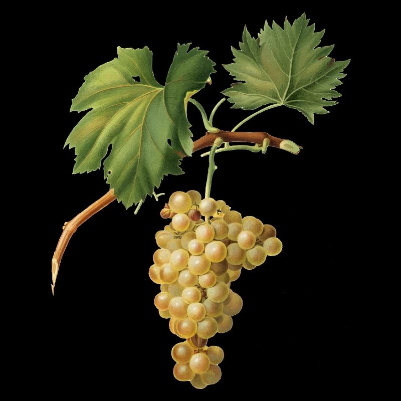 Grappe de raisins