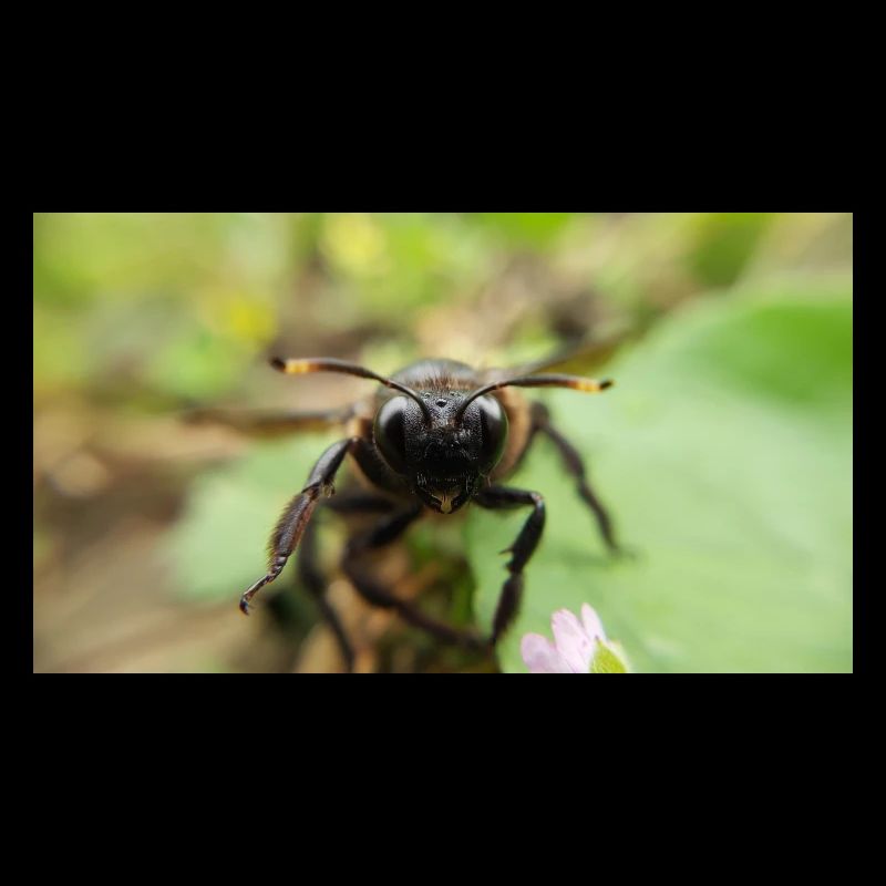 Blue Wood Bee Macro Photography