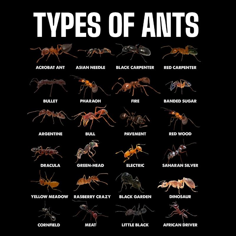 Types de fourmis pour les amateurs de fourmis