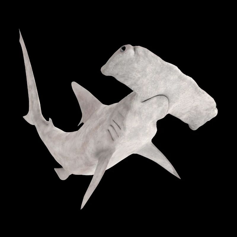 Grand requin-marteau, requin, requin