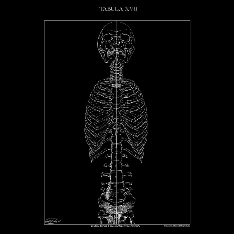 Skeleton