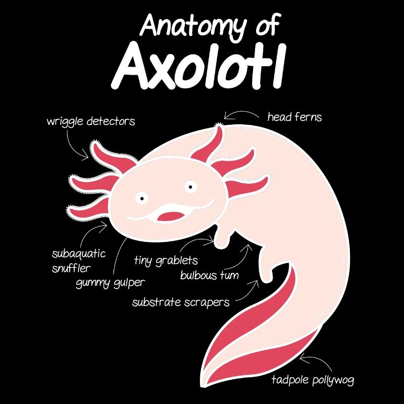 Axolotl