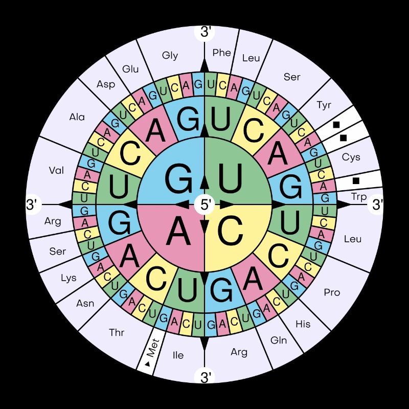 Biochimie RNA codon code soleil