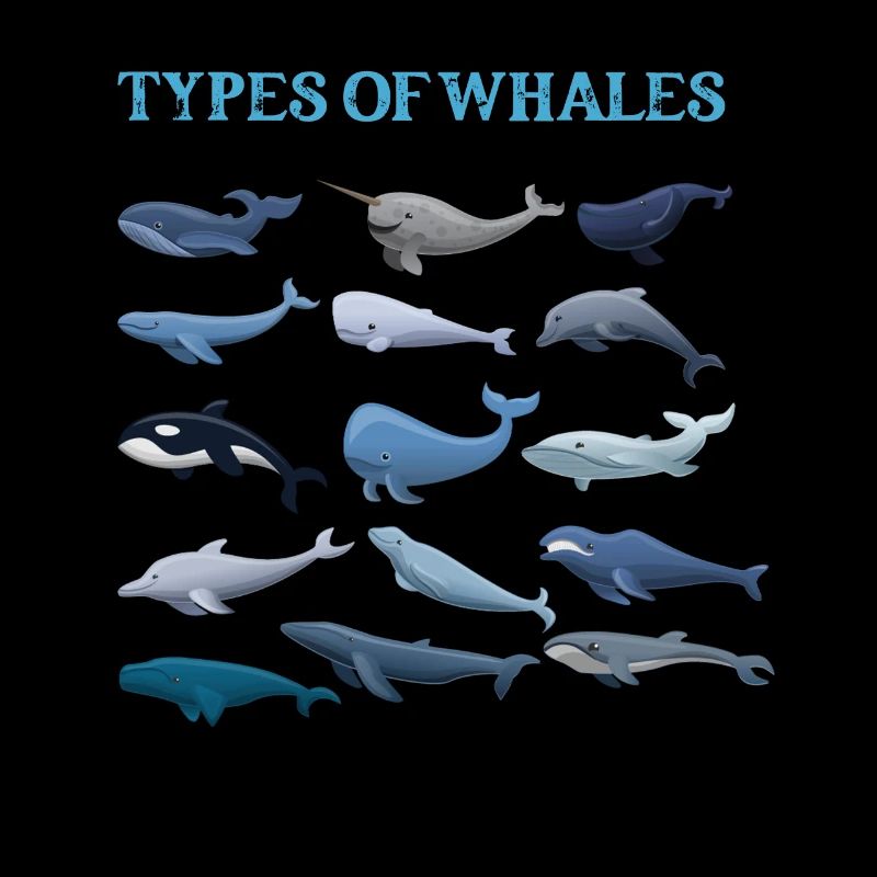 Types de baleines Whale Lovers Whales Espèces de baleines