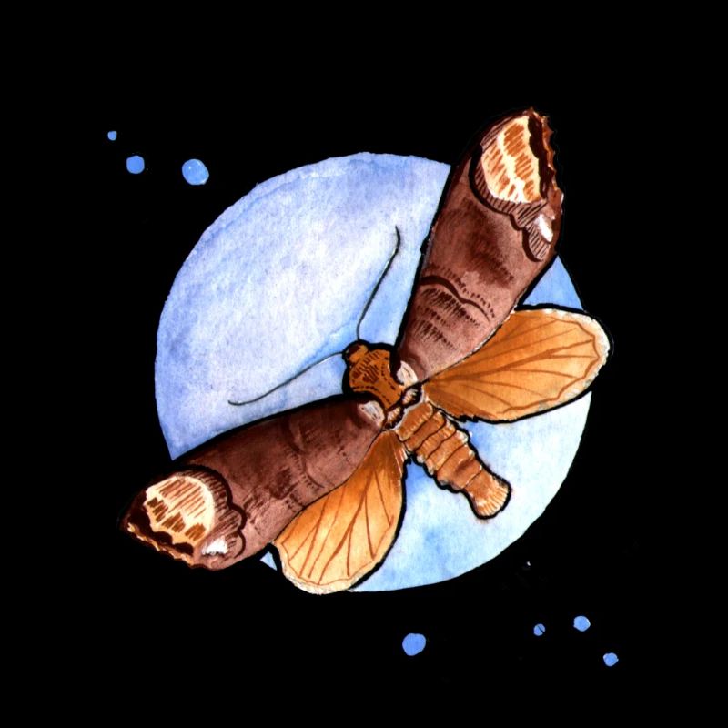 Moth